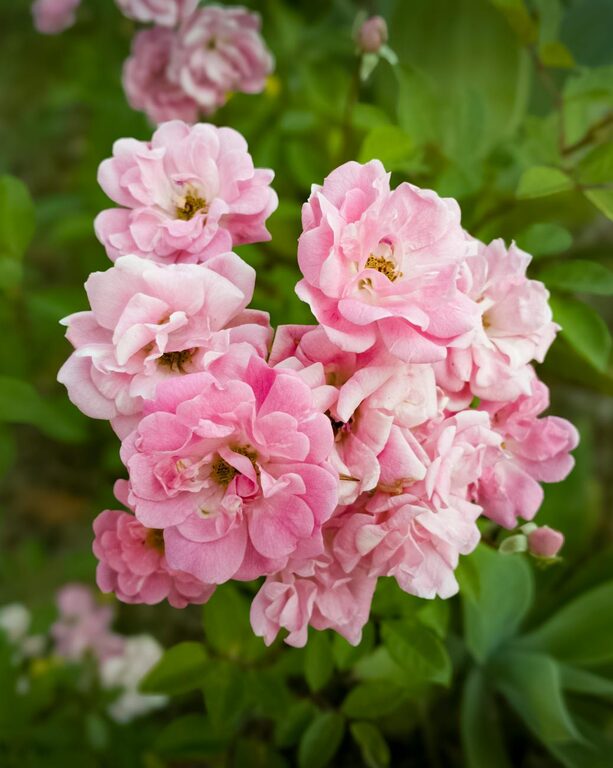 Tips for Creating a Relaxing Home Garden Space