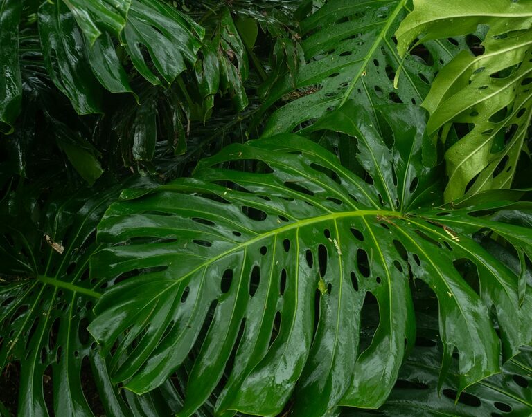 Tips for Creating a Sustainable and Eco-Friendly Home Garden